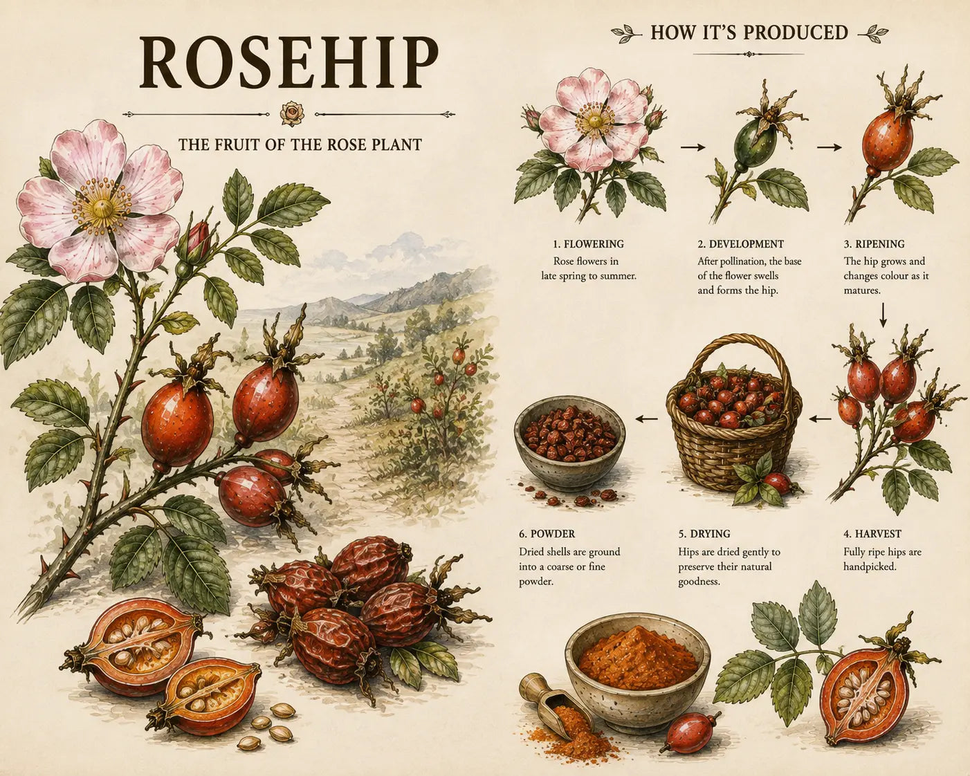 Rosehip