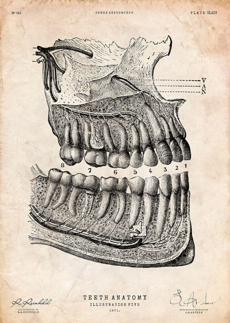 Oral Health Is the Gateway to the Body