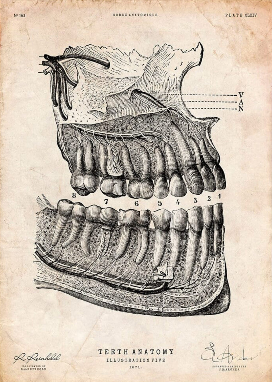 Oral Health Is the Gateway of the Body