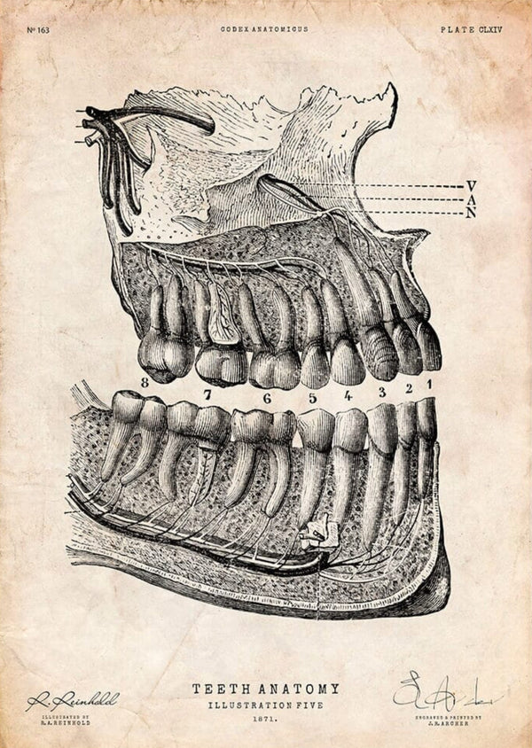Oral Health Is the Gateway to the Body