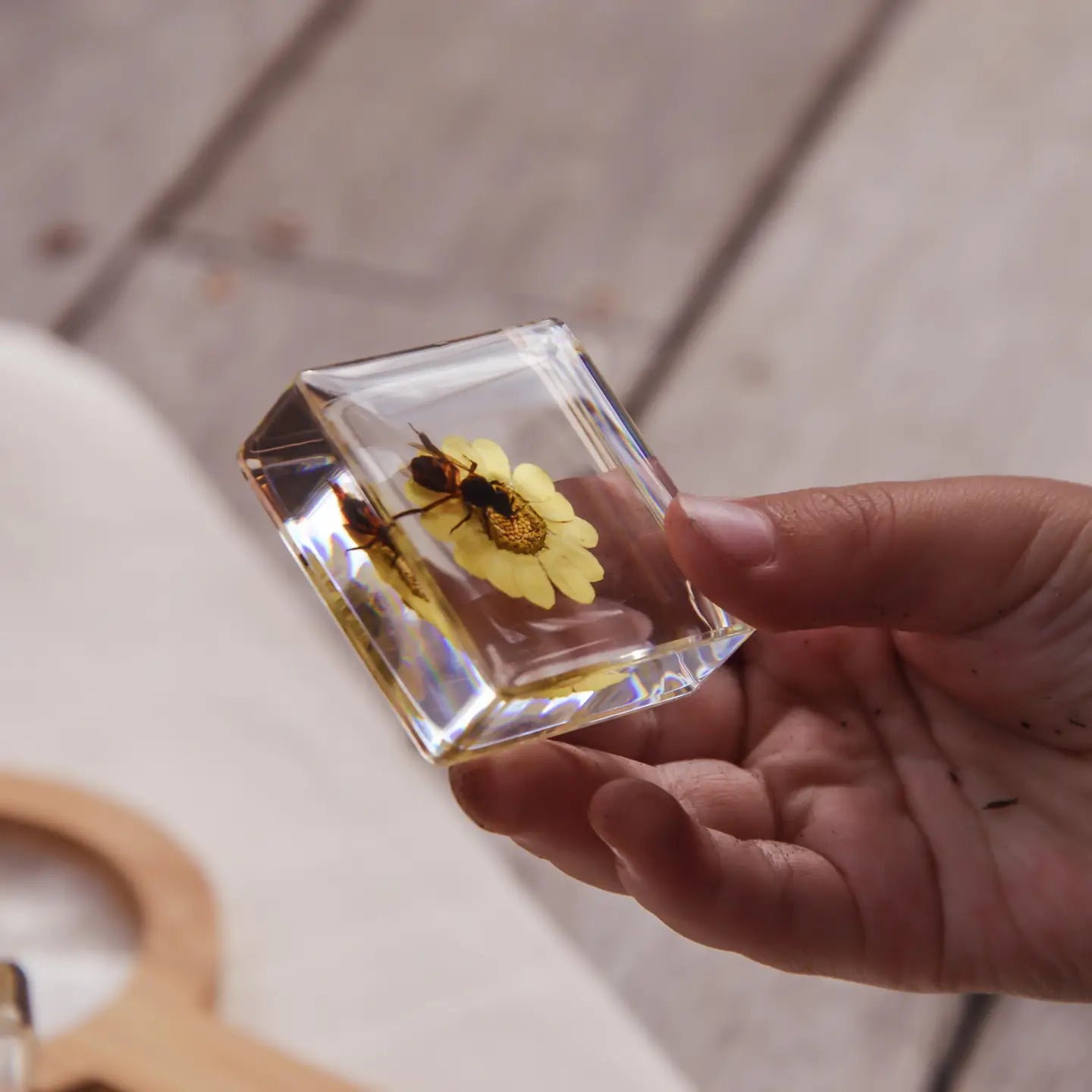 Hand holding a clear rectangular object with preserved insects and a flower on a wooden surface.