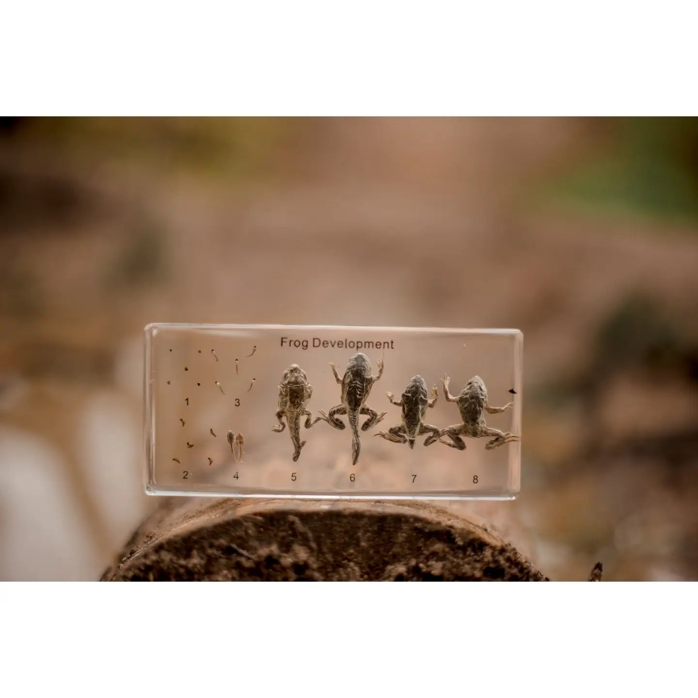 Our Earth Life Frog Development Specimen Block