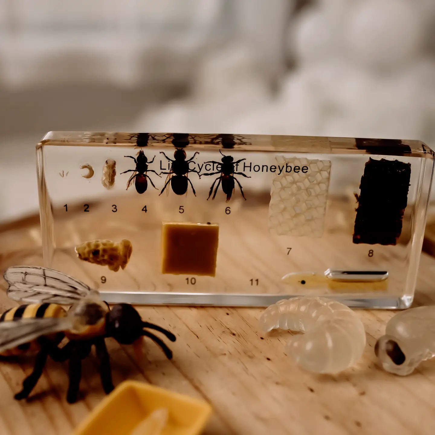 Educational display of a honeybee life cycle with a bee model on a wooden surface.