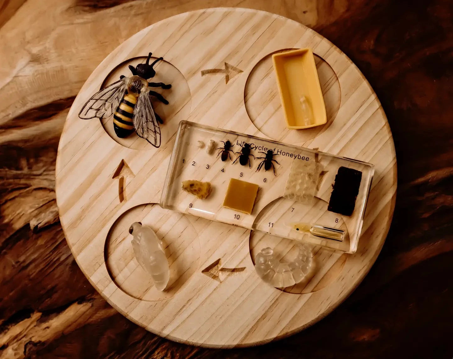 Educational bee and honey display on a wooden board with natural background