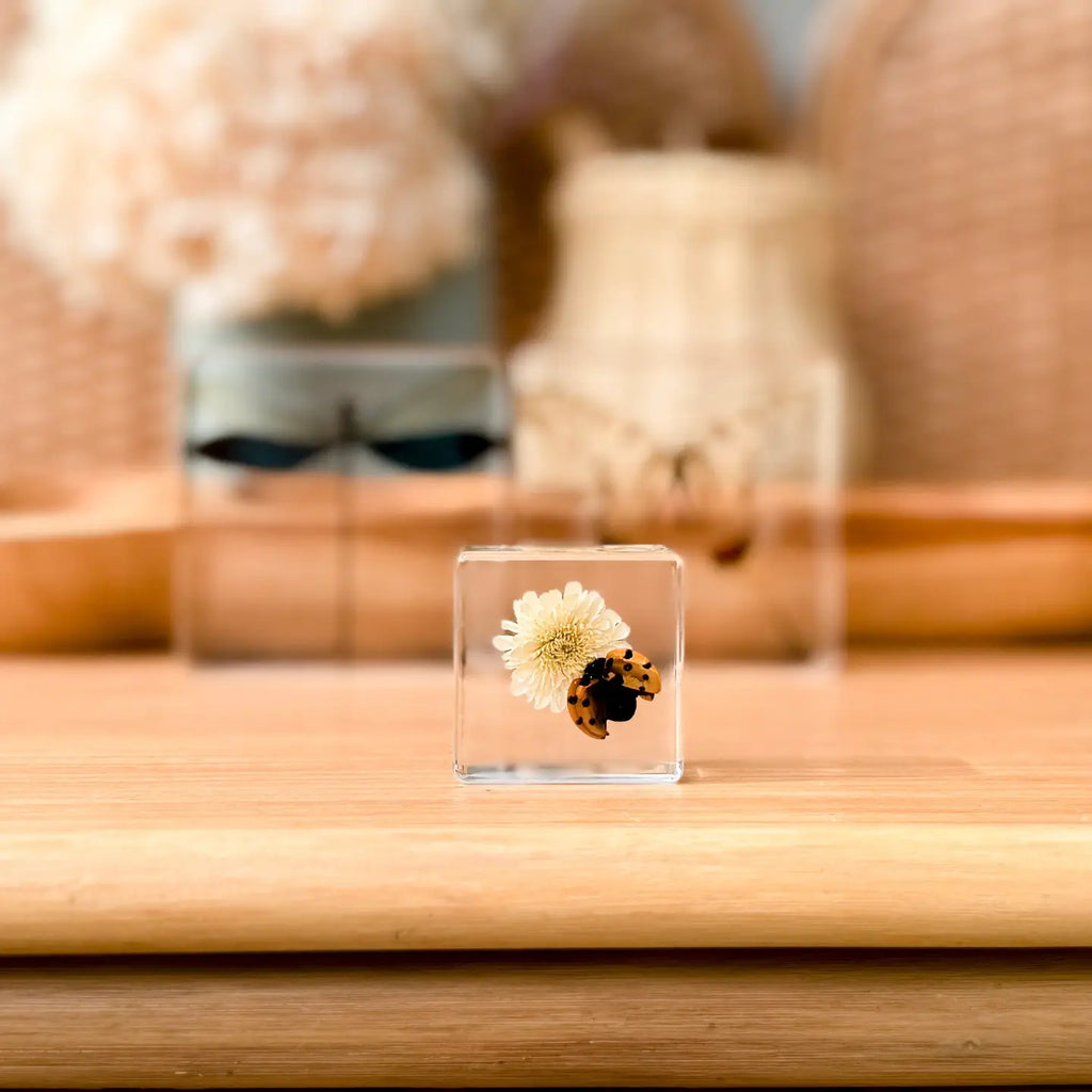 Clear cube with a preserved flower and insect on a wooden surface